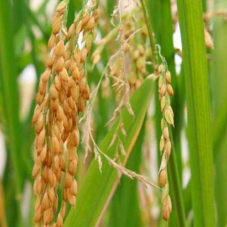 DNA Arroz-min