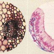 tecido-animal-vegetal-min