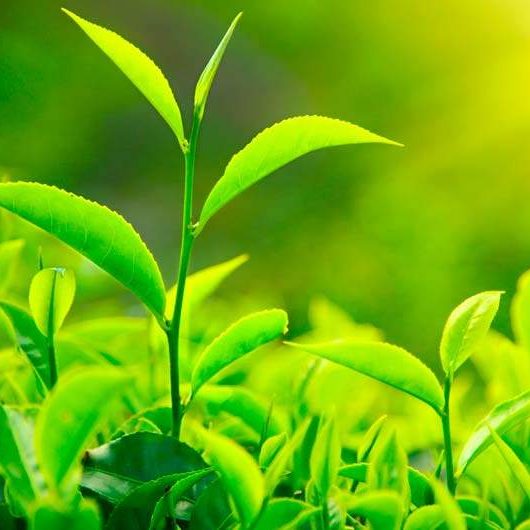 pplware_plantas_vivas00-min