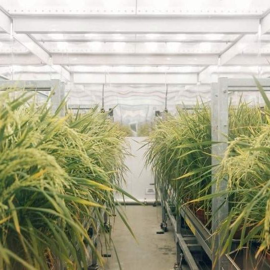 Plantas2-min